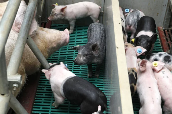 Piglet ile ekmek