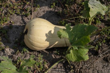 Ekolojik bir çiftlikte büyüyen yeşil yaprakların altından süzülen beyaz bir dikdörtgen balkabağı.