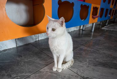 Çok renkli gözleri olan sıkılmış beyaz bir kedi kedi barınağının arka planında oturur..