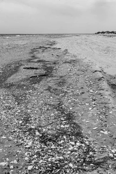 Spiaggia Sabbiosa Deserta Monocromatica Ricoperta Conchiglie Onda Luminosa Arrivo — Foto Stock