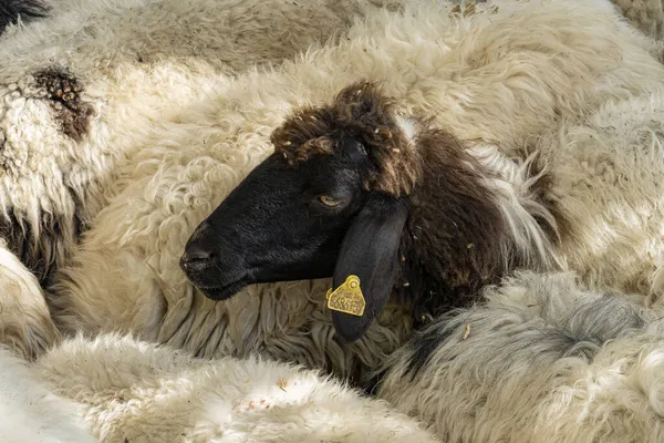 Czarna Głowa Owcy Żółtym Znaczkiem Tle Białej Wełny Stada Owiec — Zdjęcie stockowe