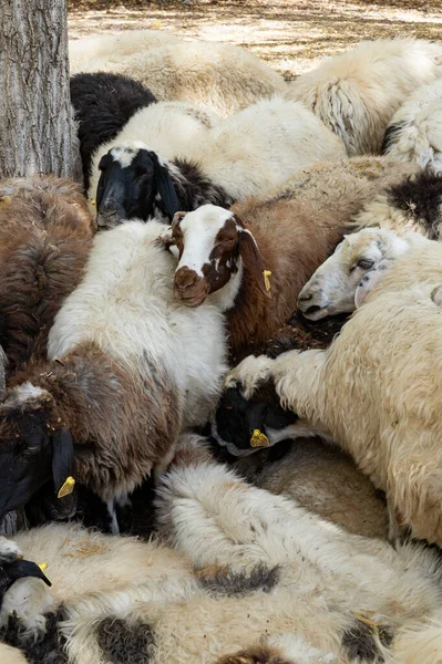 Wielokolorowe Stado Długowłosej Owcy Żółtymi Znacznikami Zgromadzonymi Razem — Zdjęcie stockowe