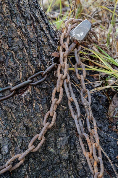 白樺の幹の背景にある城に収束古いと錆びた鎖 — ストック写真