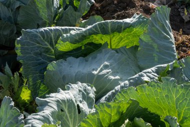 Çevresel teknolojilerin uygulandığı bir alanda büyüyen güzel yaprakları olan bir yeşil lahana başı.