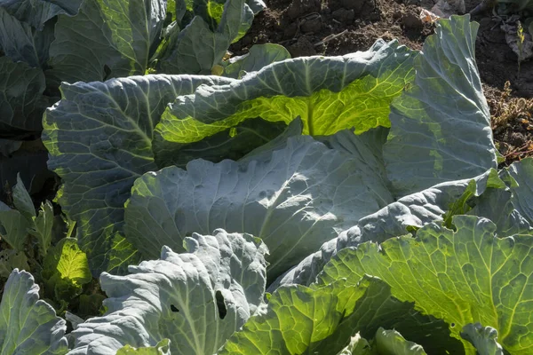Çevresel teknolojilerin uygulandığı bir alanda büyüyen güzel yaprakları olan bir yeşil lahana başı.