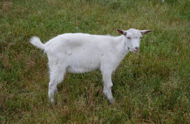 Beyaz evcil keçi yeşil çimlerde otluyor
