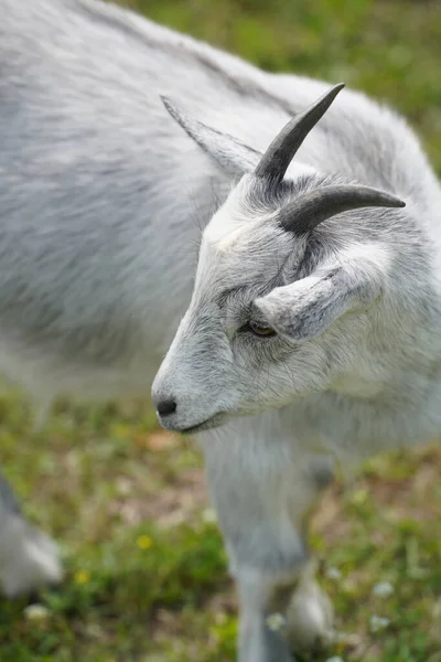 Portrait of a gray goat with beautiful eyes