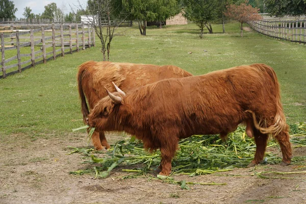 Family Red Woolly Cows Large Enclosure Eats Green Shoots Corn — стоковое фото