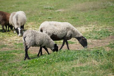 Brown sheep with beautiful wool graze on a green lawn on a sunny day