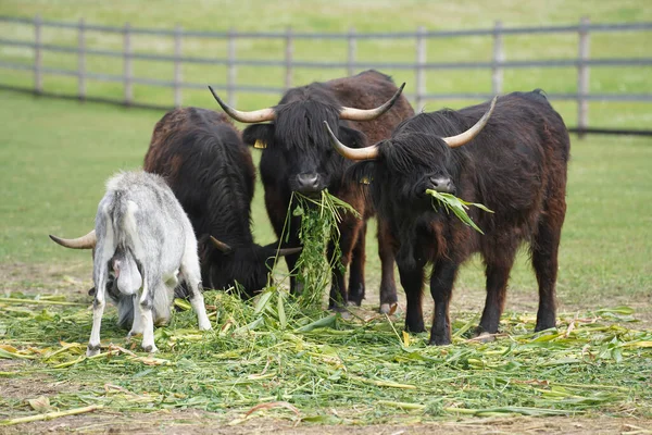 Mixed Herd Turs Goats Having Breakfast Forbs Spacious Aviary Sunny — Stock Photo, Image