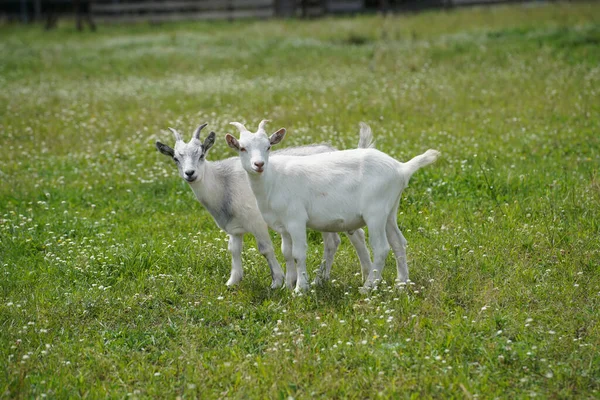 Two White Goats Left Paddock Flowering Green Meadow — Zdjęcie stockowe