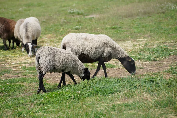 Brown Sheep Beautiful Wool Graze Green Lawn Sunny Day — Zdjęcie stockowe