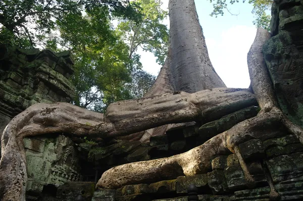 Angkor. Kambodscha. — Stockfoto