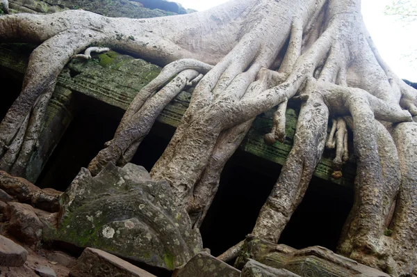 Angkor. Kambodža. — Stock fotografie