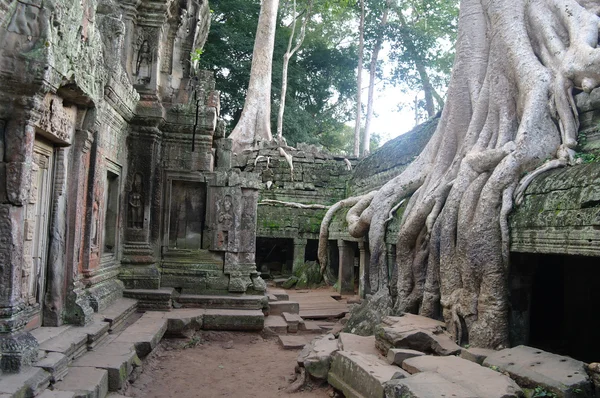 Angkor. Cambodja . - Stock-foto