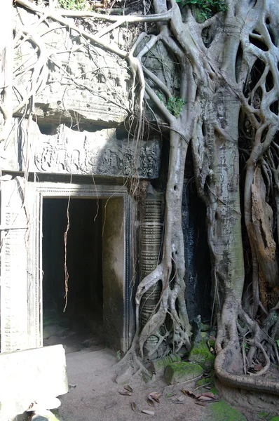 Angkor. Camboya . Fotos de stock libres de derechos