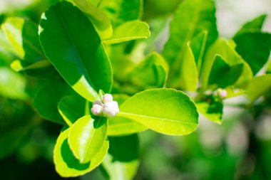 Lime blossom or lime flower on the tree (Citrus aurantifolia). They are white and yellow, leaves are green.Picture in blur background