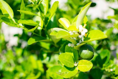 Green limes on the lime tree (Citrus aurantifolia), they are closely related to lemon. It has a sour taste and is an excellent source of vitamin C.
