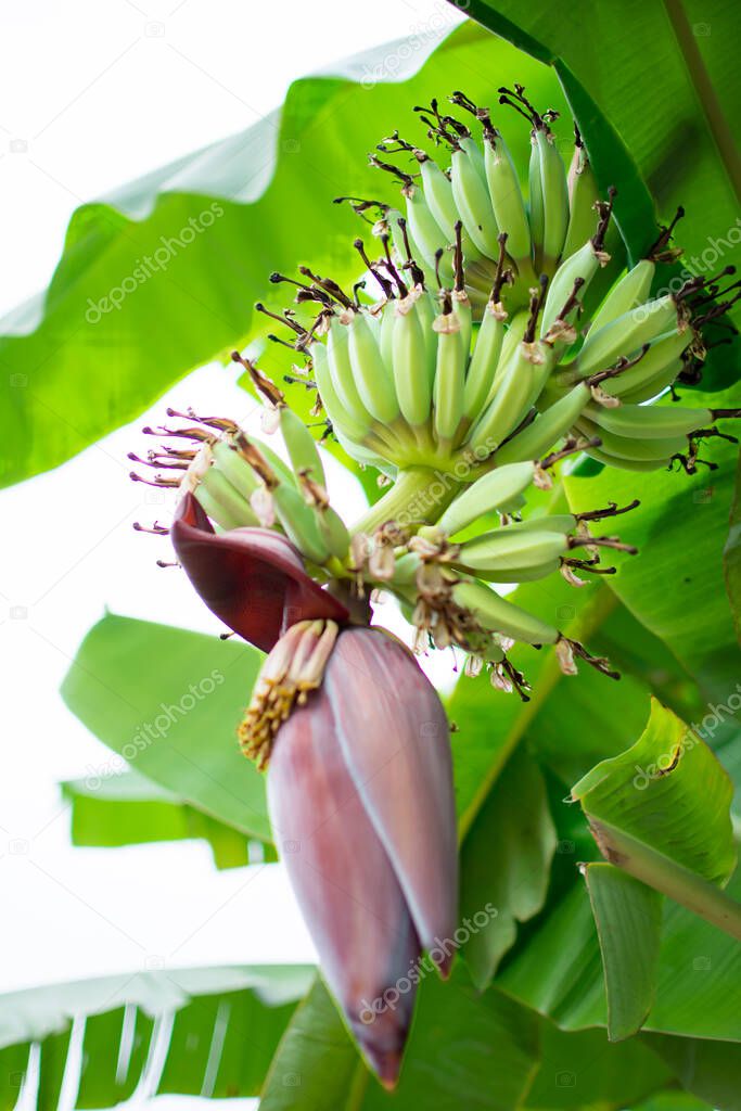 Banana blossom on banana tree (Musa sapientum Linn). They are red and yellow flowers , the raw fruit is green. They were planted on the ground, a tropical fruit tree native to Southeast Asia. The vegetables for cooking.