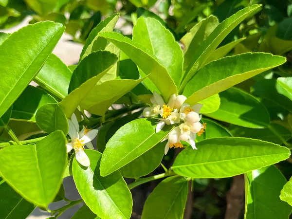 Lime Blossom Lime Flower Tree Citrus Aurantifolia White Yellow Leaves — Stock Photo, Image