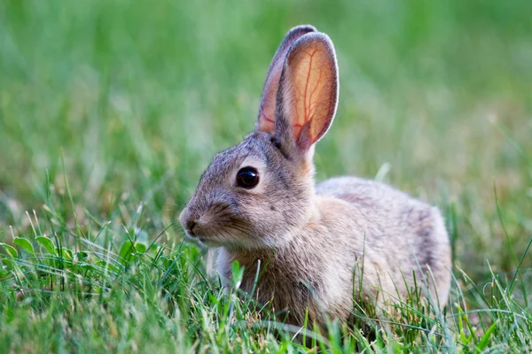 Lapin Images De Stock Libres De Droits