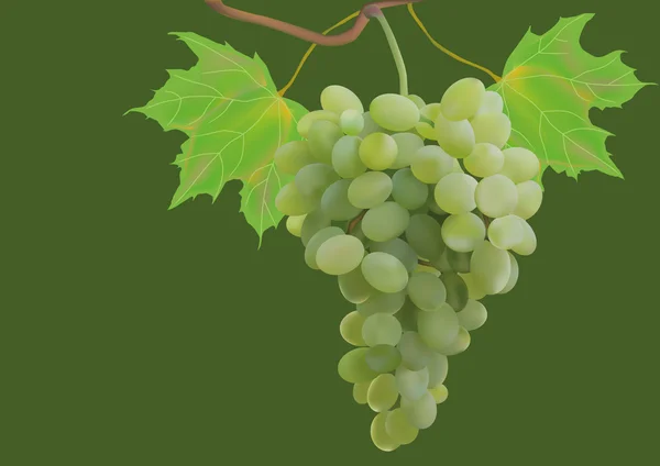 Осень, виноград, открытка . — стоковый вектор