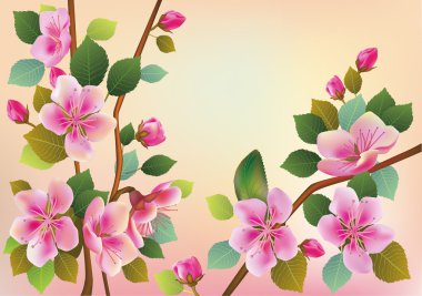 çiçekler sakura.