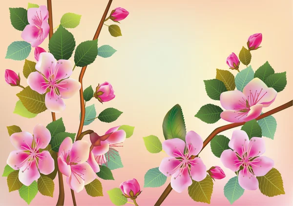 Цветы сакуры . — стоковый вектор