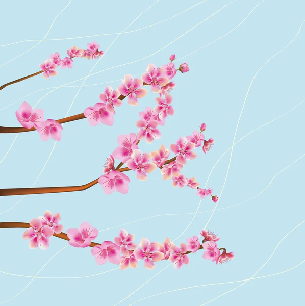 Bloemen sakura. — Stockvector