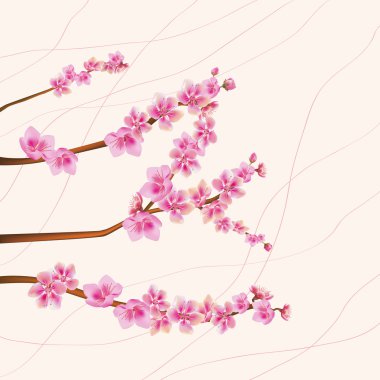 çiçekler sakura.