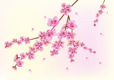 Sakura. kartpostal. Menü