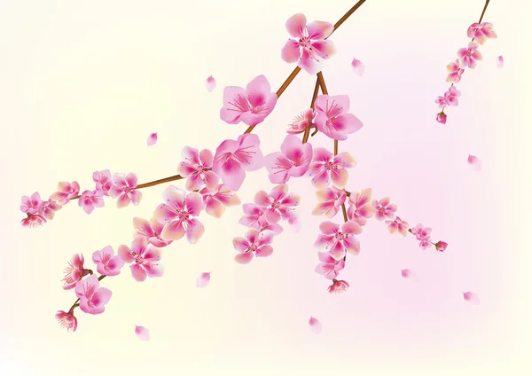 Sakura. carte postale. menu — Image vectorielle