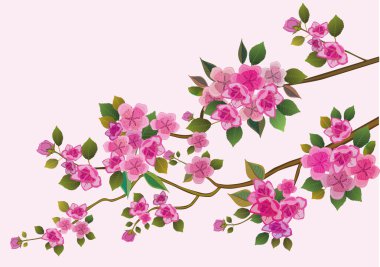 Sakura. kartpostal .