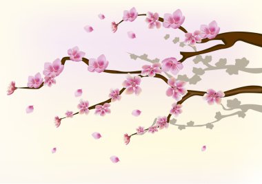 Sakura. kartpostal. Menü