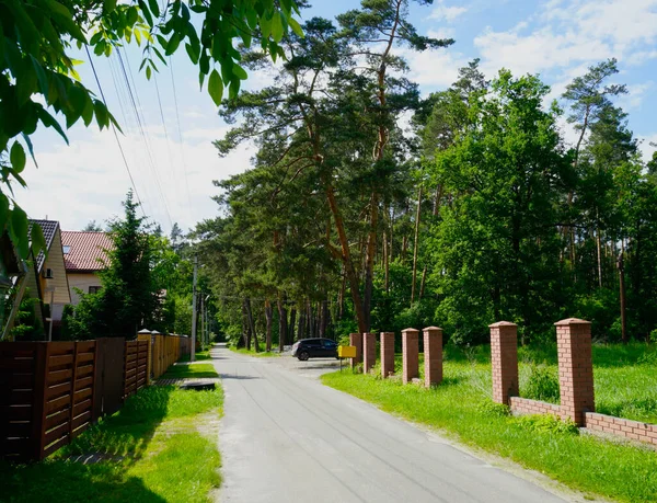 Yazın Çam Yaprak Döken Ağaçlar Ormandaki Yol — Stok fotoğraf