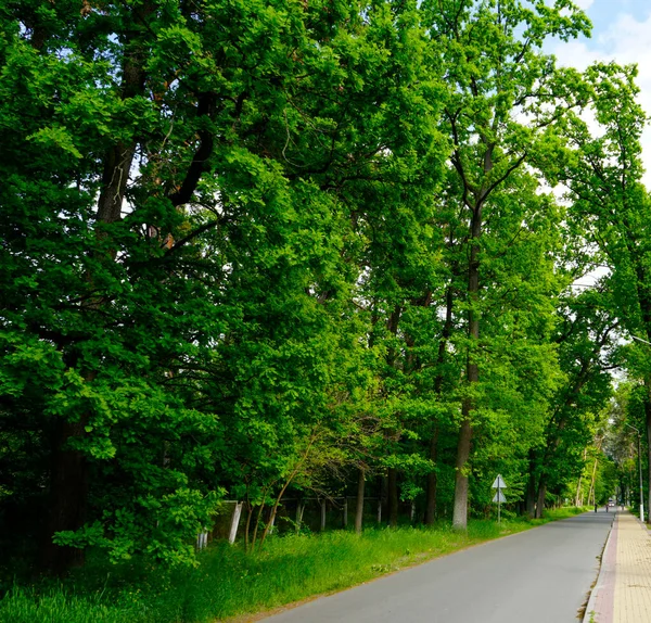 Pine Deciduous Trees Summer Road Forest — Stock Photo, Image