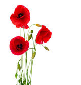 Červený mák květiny izolované na bílém pozadí