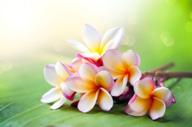 Frangipani tropikal spa çiçek. Plumeria