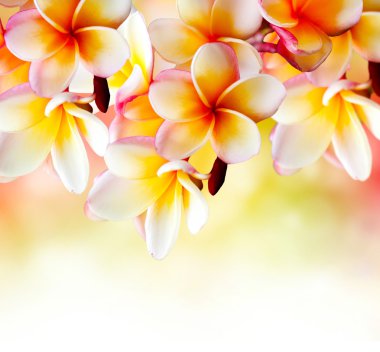 Frangipani tropikal spa çiçek. Plumeria sınır tasarlamak