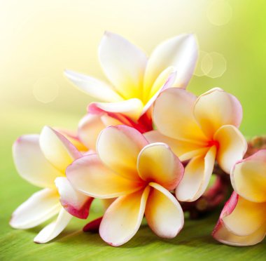 Frangipani tropikal spa çiçek. Plumeria