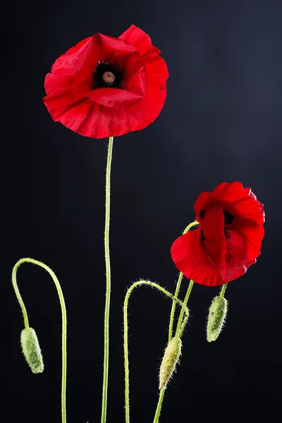 Mák Květiny nad černou — Stock fotografie