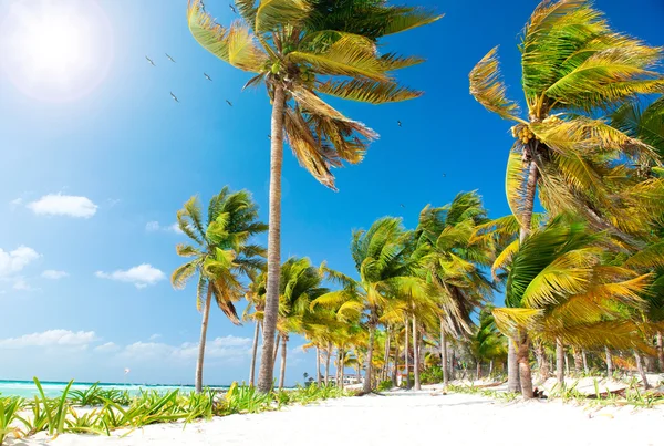 Caribisch strand. wit zand en palmen — Stockfoto