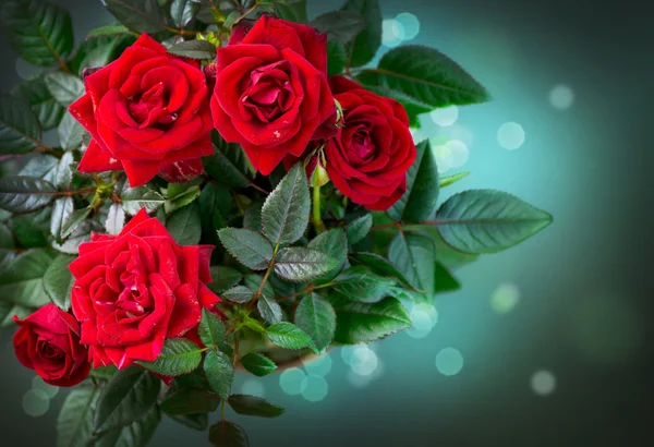 Flores de rosas. Rosa. — Fotografia de Stock