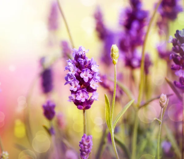 Campo de lavanda — Fotografia de Stock