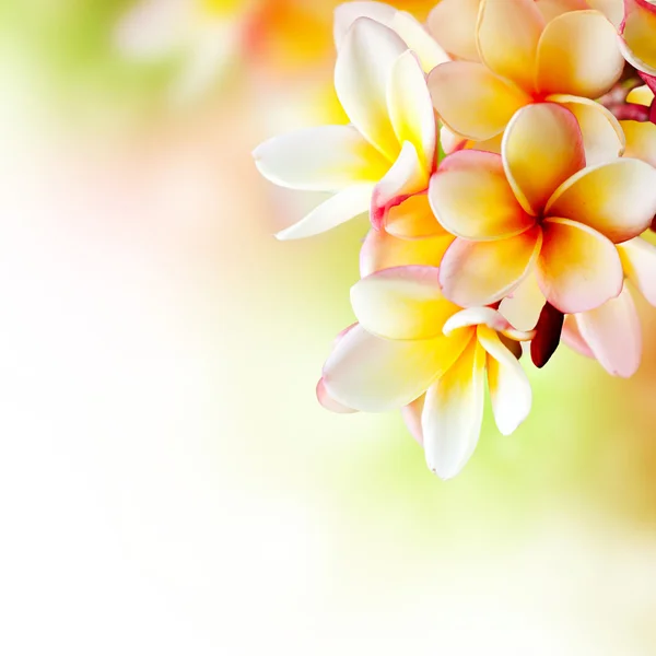 Keře tropické lázně květina. Plumeria hranice designu — Stock fotografie