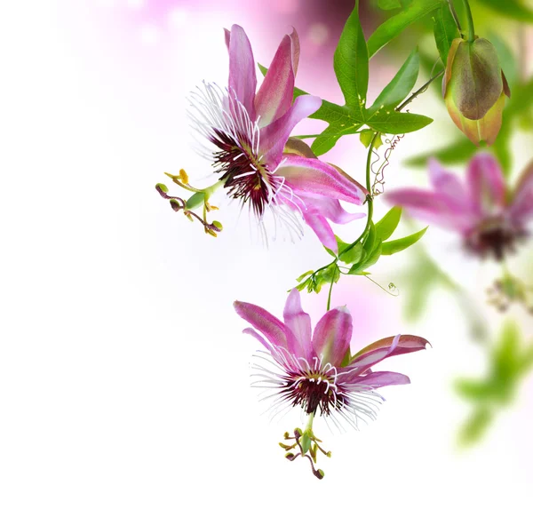 トケイソウの花 — ストック写真
