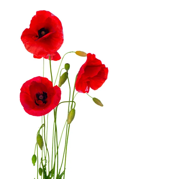 Red Poppy Flower Isolated on a White Background — Stock Photo, Image