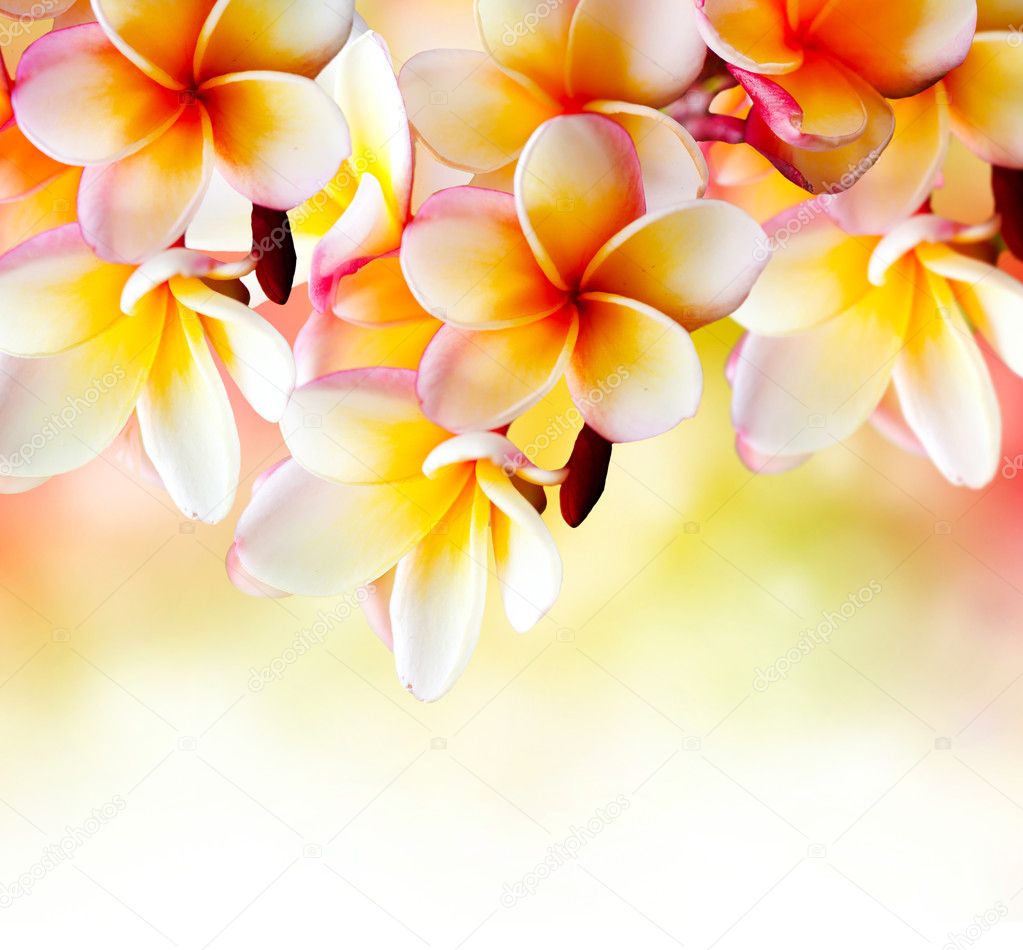 Flores hawaianas fotos de stock, imágenes de Flores hawaianas sin royalties | Depositphotos Flores hawaianas fotos de stock, imágenes de Flores hawaianas sin royalties | Depositphotos