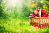 Organická jablka v košíku. Orchard. Zahrada