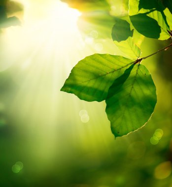 Картина, постер, плакат, фотообои "фон природы. зеленые листья и солнечные лучи постеры печать цветы фотографии", артикул 14134329